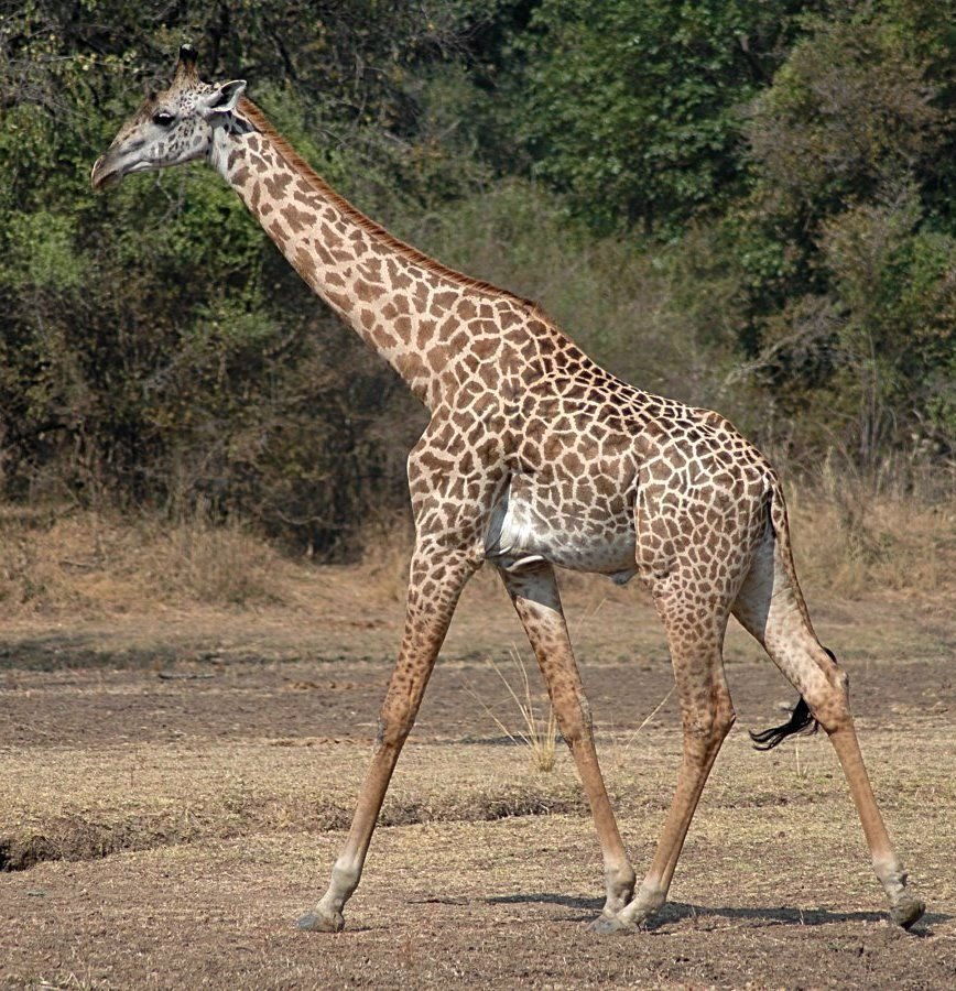 Giraffe_5_top_animals_in_size