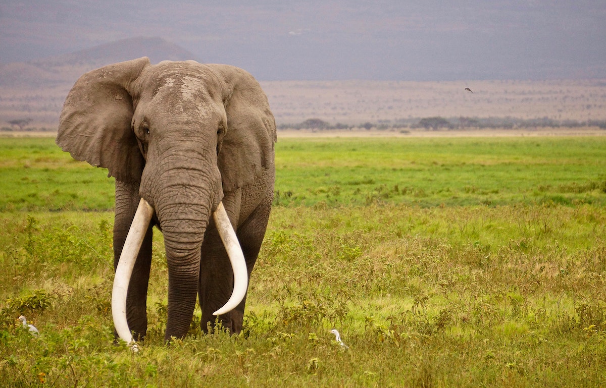 africal_elephant_5_top_animals_in_size