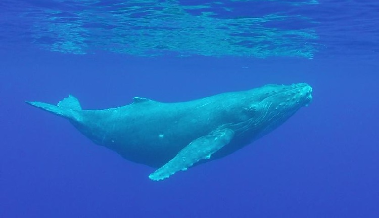 blue-whale_5_top_animals_in_size