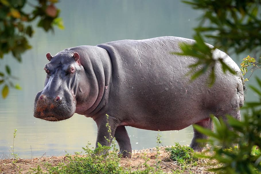 hippo_5_top_animals_in_size